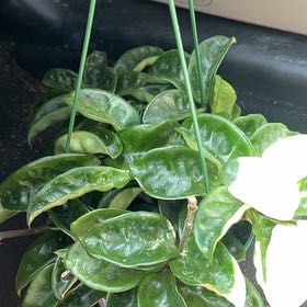 Photo of the plant species Hoya Carnosa Krinkle 8 by @CleanSoftcane77 named Sanders on Greg, the plant care app