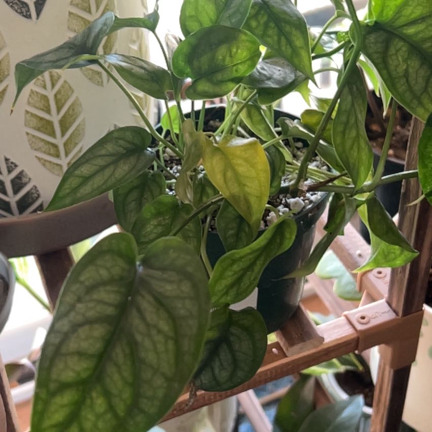 Photo of the plant species monstera siltepecanna by @CleanSoftcane77 named Peter Parker on Greg, the plant care app