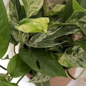 Photo of the plant species Marble Epipremnum Pinnatum by @CleanSoftcane77 named Gomez on Greg, the plant care app