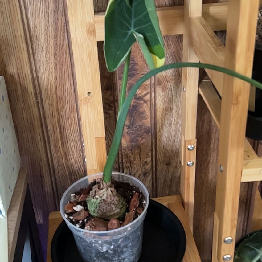 Photo of the plant species Mickey Mouse Taro by @CleanSoftcane77 named Dylan on Greg, the plant care app