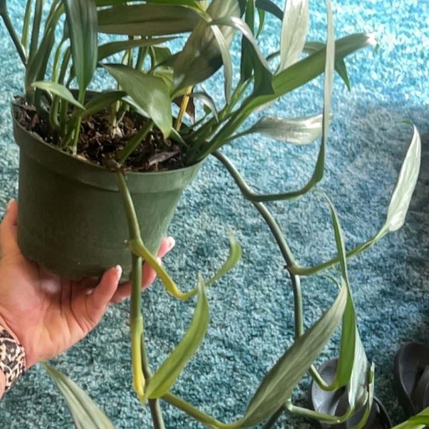 Photo of the plant species Epipremnum amplissimum 'Silver' by @CleanSoftcane77 named Michelle Branch on Greg, the plant care app