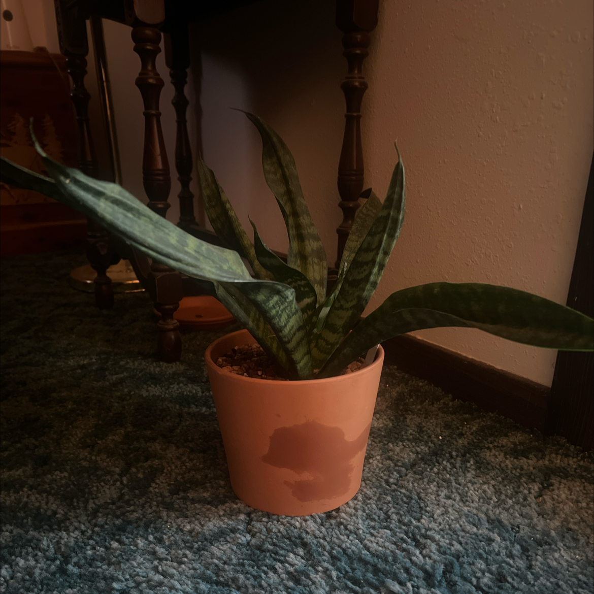 Photo of the plant species Sansevieria Robusta by @CleanSoftcane77 named Rosa on Greg, the plant care app