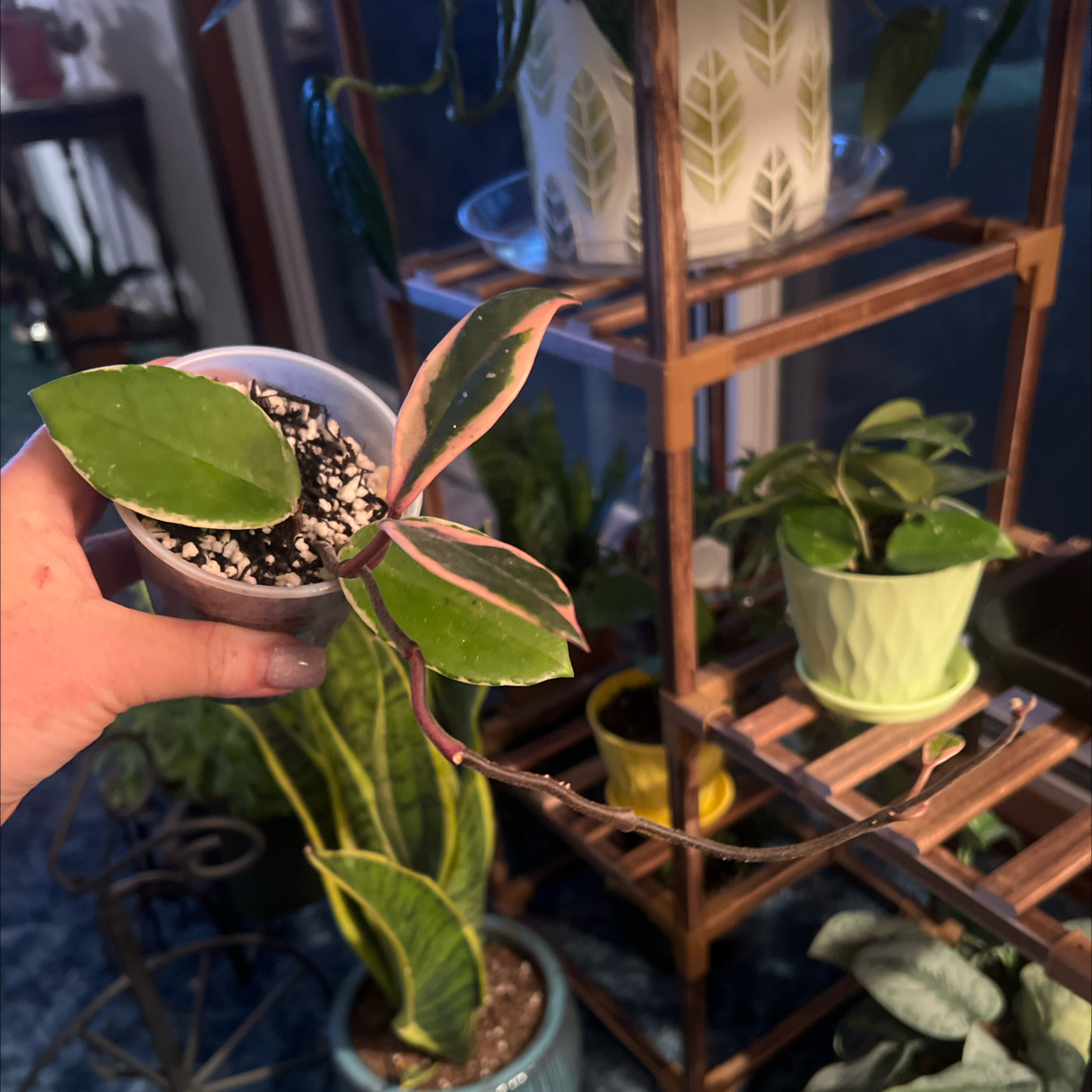 Photo of the plant species Hoya ‘Flamingo Dreams’ by @CleanSoftcane77 named Gregarious on Greg, the plant care app