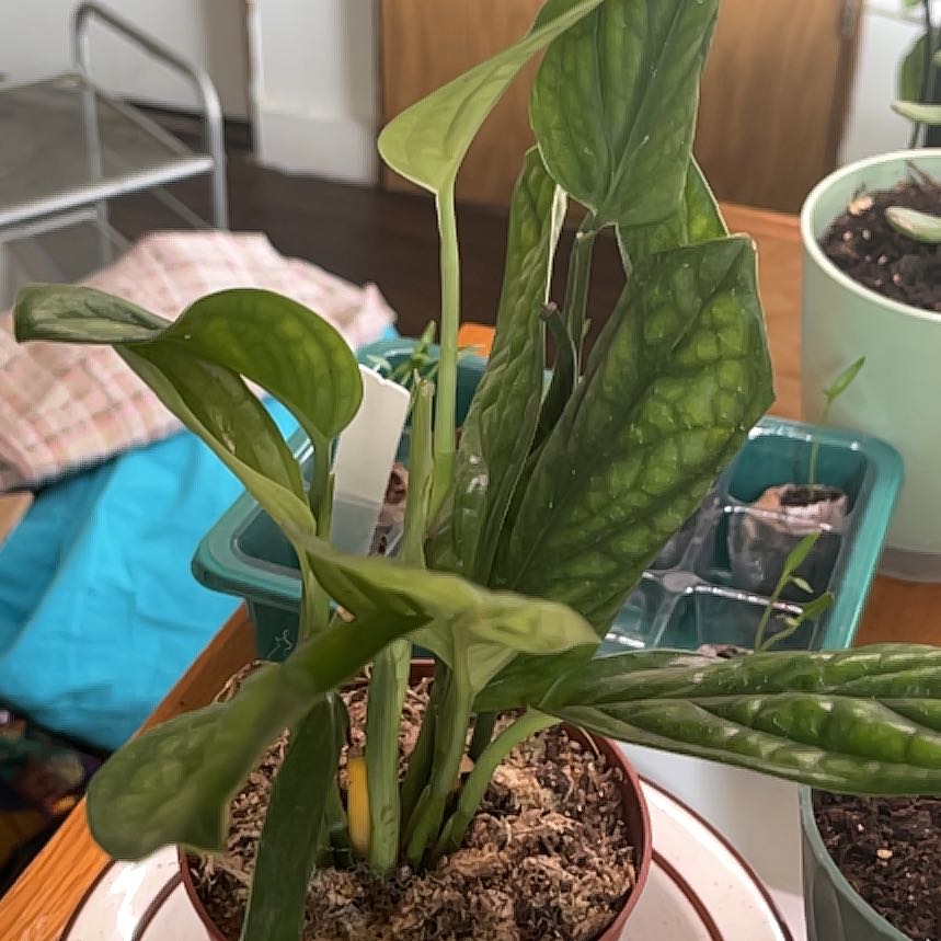 Photo of the plant species Monstera Peru by @TransparentYuzu named Dolores on Greg, the plant care app
