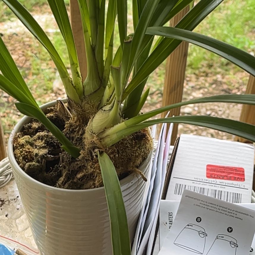 Photo of the plant species Finlayson's Cymbidium by @TransparentYuzu named Demi on Greg, the plant care app