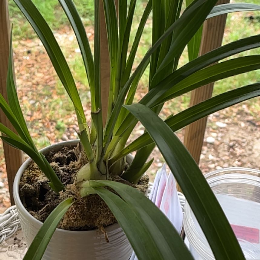 Photo of the plant species Yellow-Flowered Cymbidium by @TransparentYuzu named Kesha on Greg, the plant care app