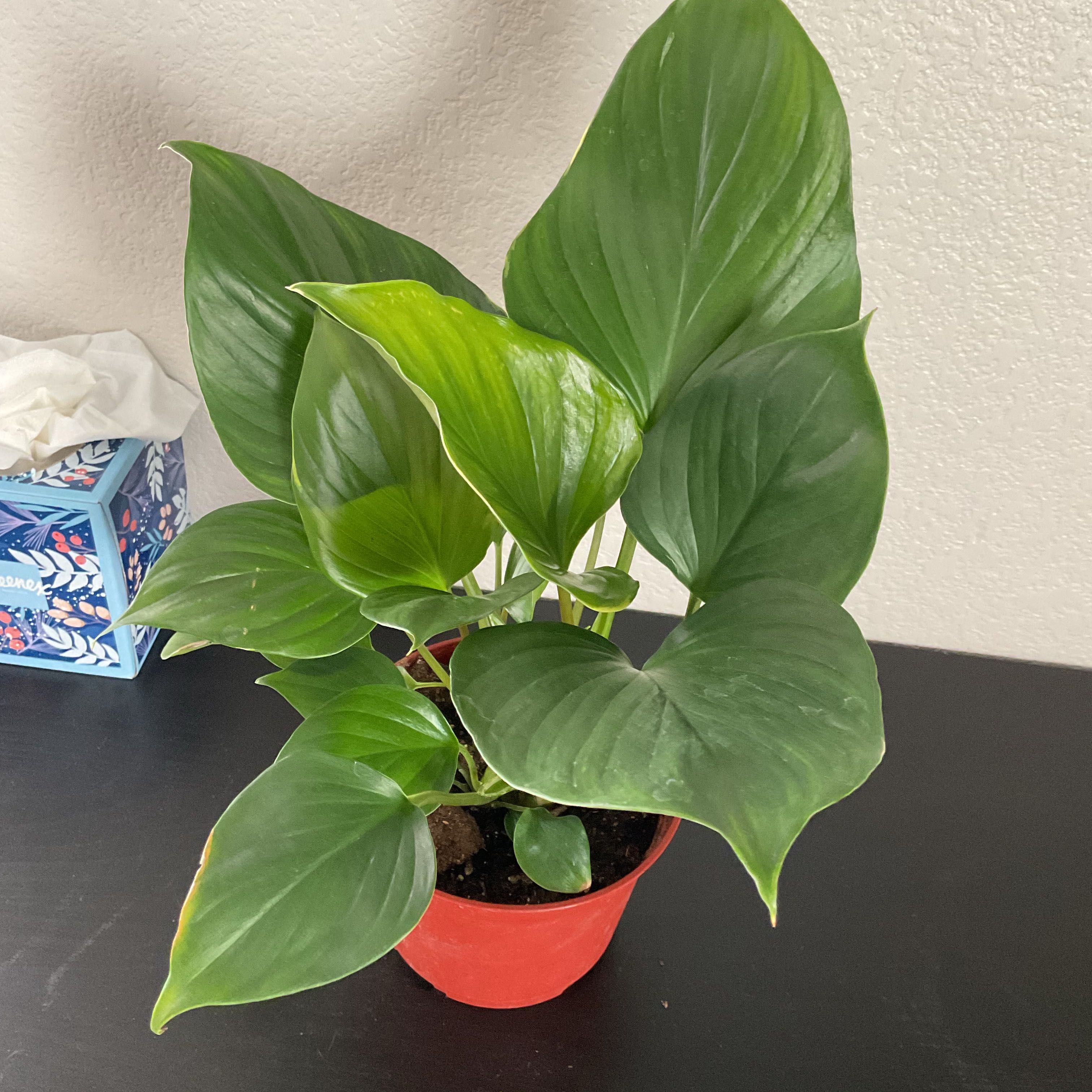 Photo of the plant species Homalomena 'Emerald Gem' by @ComicBasil89 named Lola on Greg, the plant care app