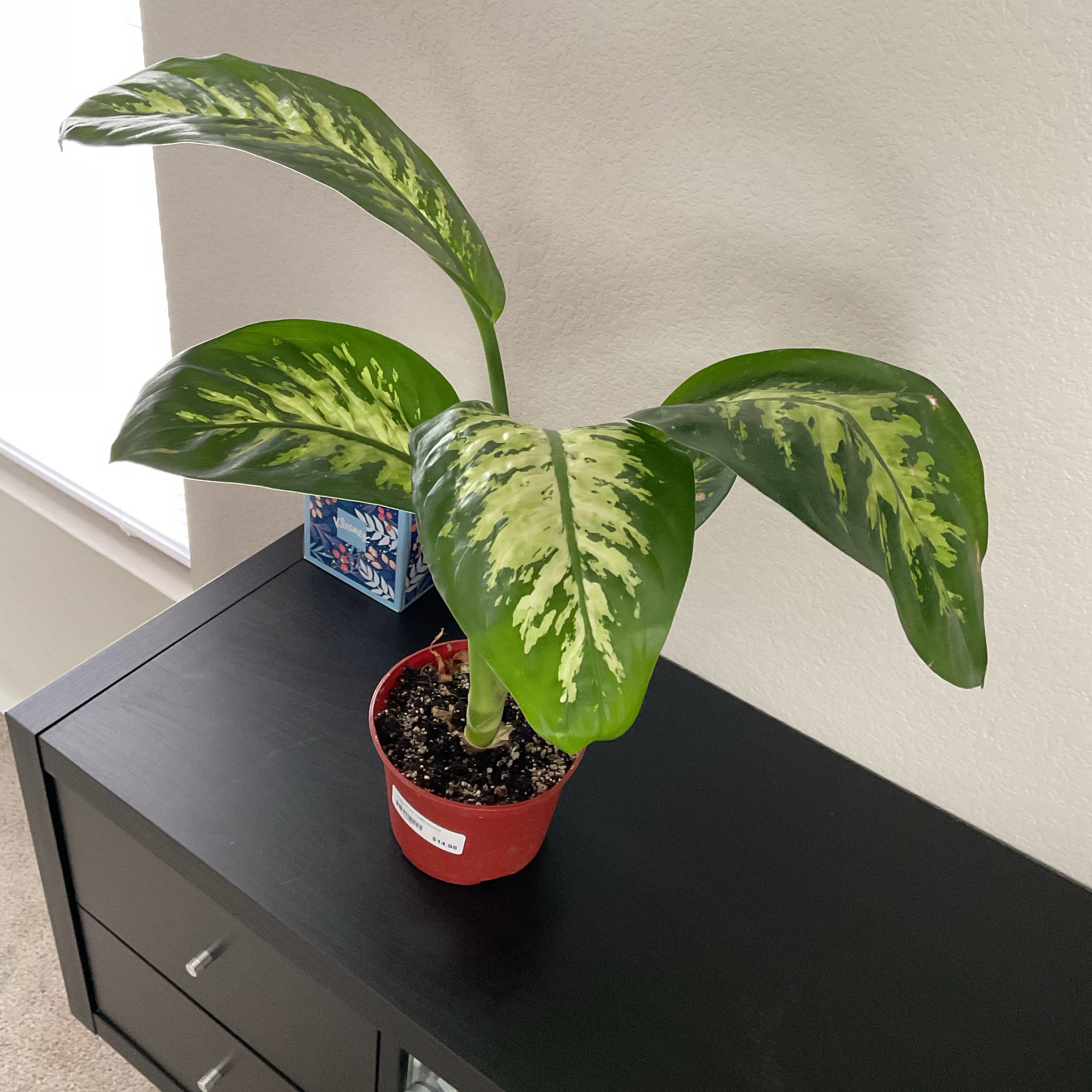 Photo of the plant species Dieffenbachia 'Tropic Snow' by @ComicBasil89 named Luna on Greg, the plant care app