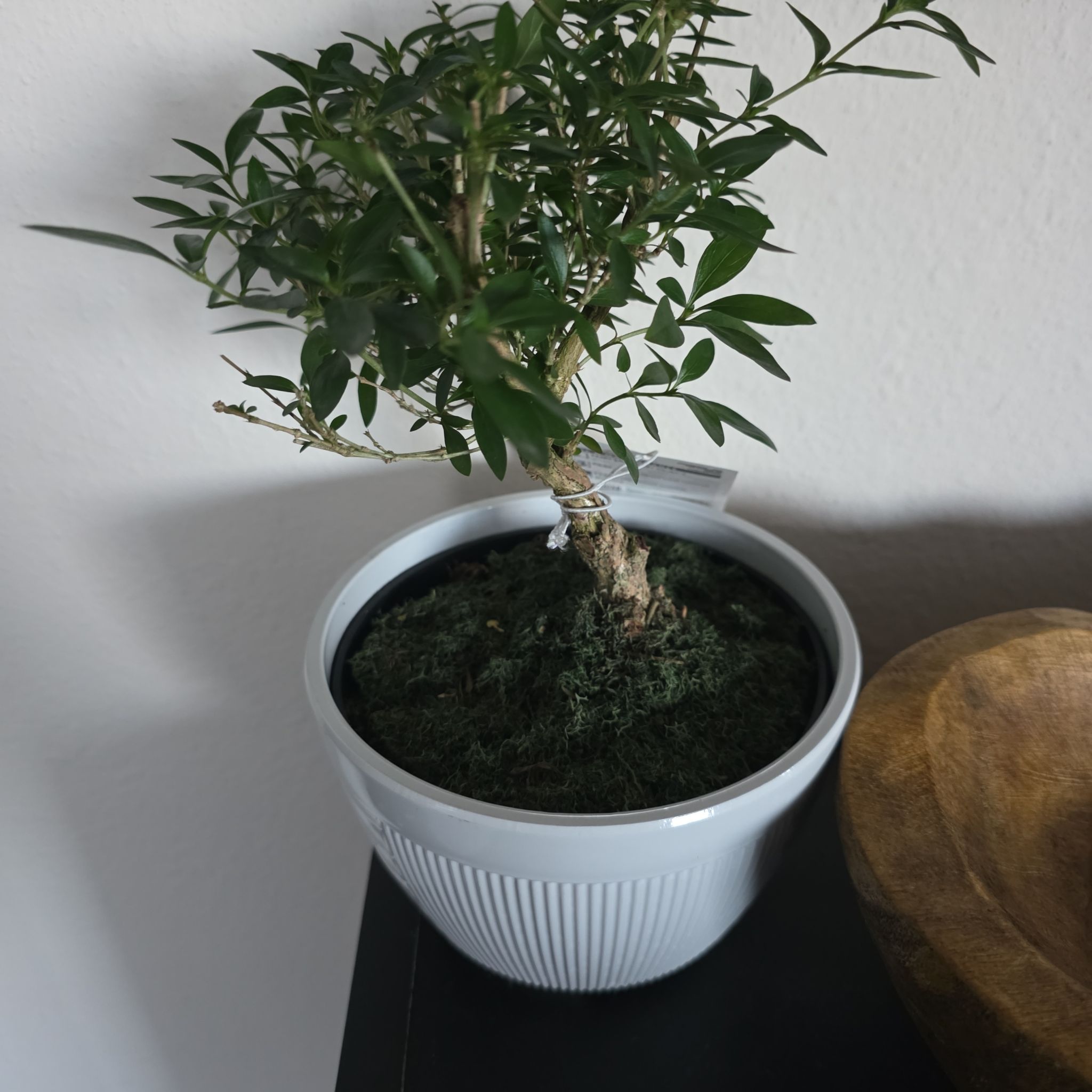 Photo of the plant species Harland Boxwood by @NotableAlfalfa1 named Cloud on Greg, the plant care app