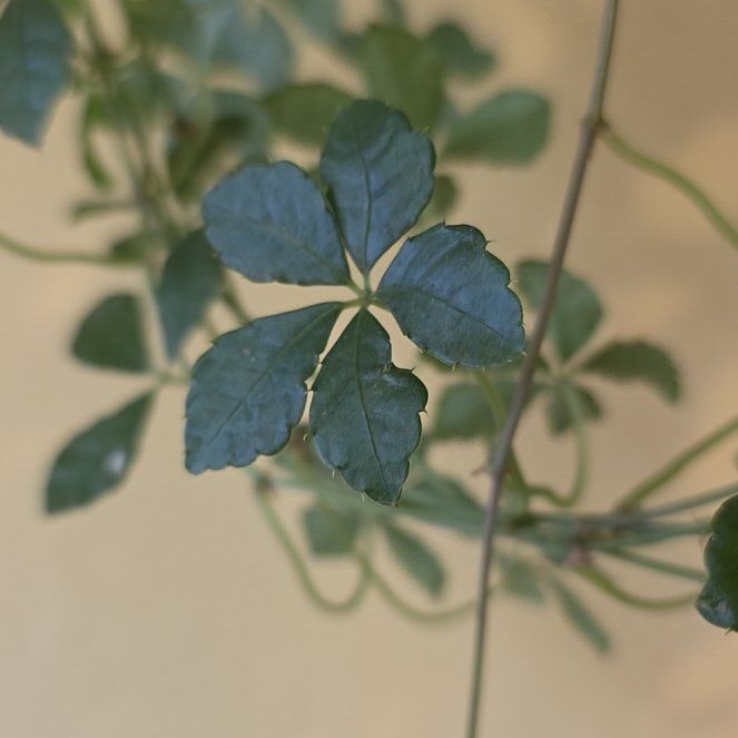 Photo of the plant species Verona Vein by @SoulfulPansy83 named Dax on Greg, the plant care app