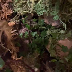 Photo of the plant species Miniature Oakleaf Fig by @HumaneRamsons75 named Messi on Greg, the plant care app