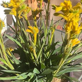 Plant care for Anigozanthos 'Joe Joe Yellow' on Greg, the plant care app