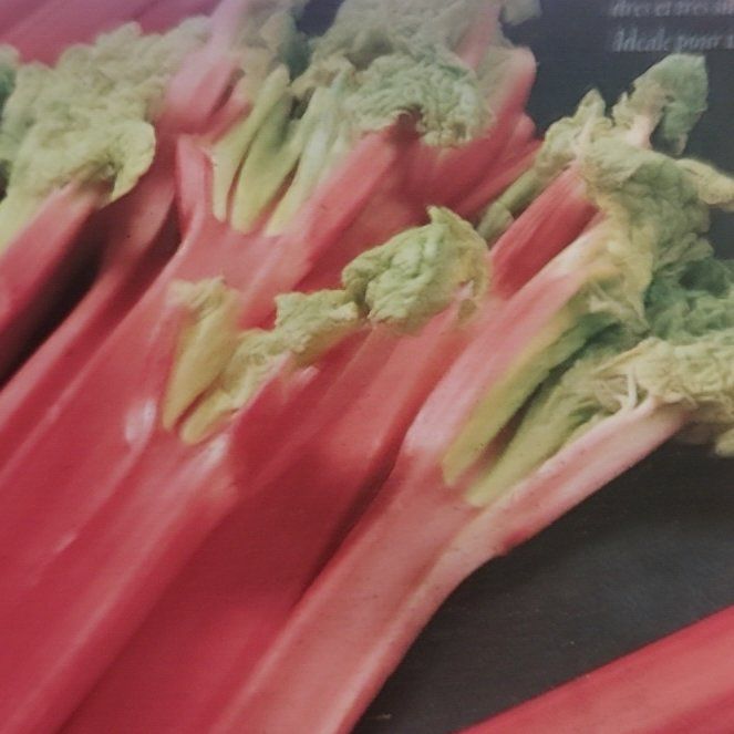 Photo of the plant species Canada Red Rhubarb by @YeveMakura59 named Kylie on Greg, the plant care app