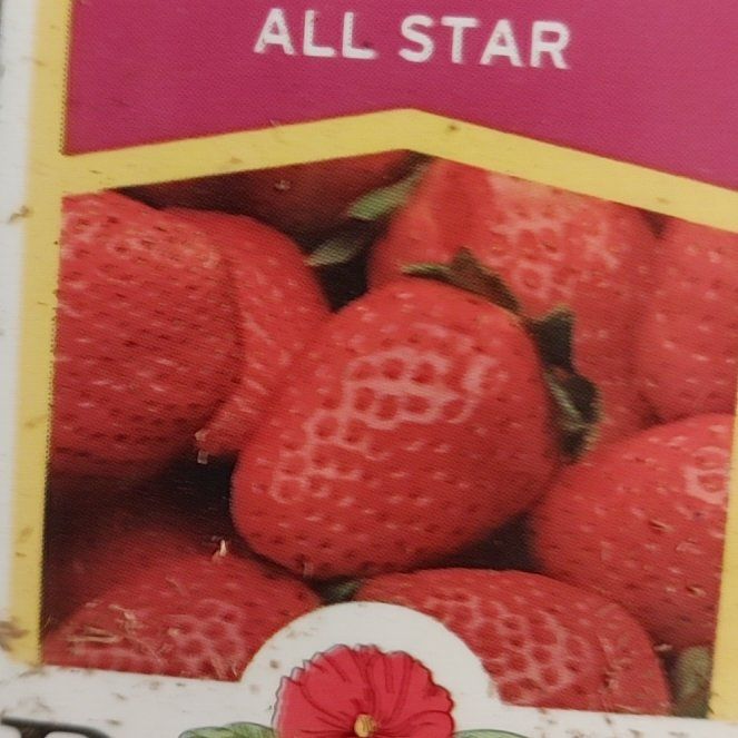 Photo of the plant species Allstar Strawberry by @YeveMakura59 named Taylor Swift on Greg, the plant care app