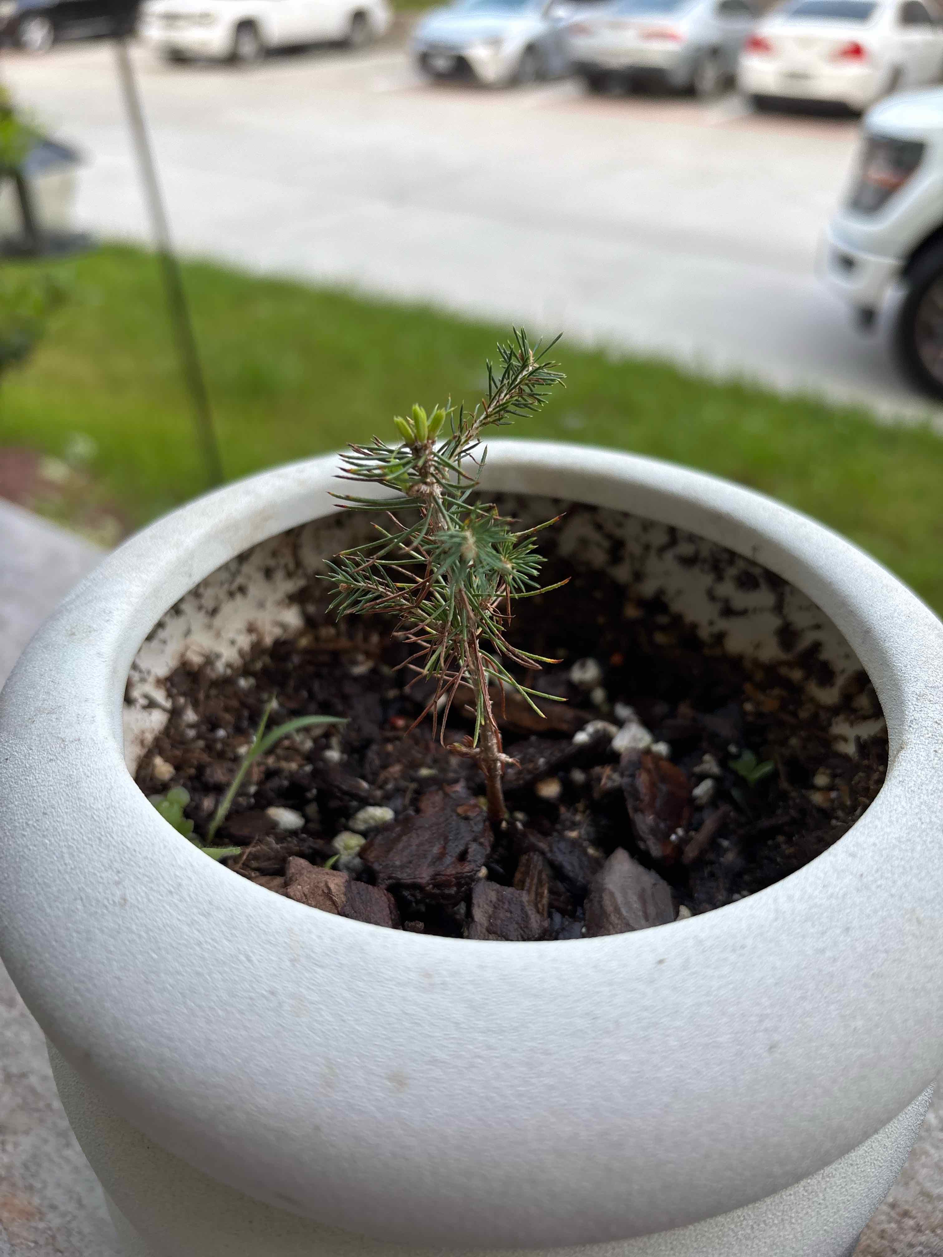 Photo of the plant species Sitka Spruce by @PleasantLentil named ChloroPhil on Greg, the plant care app