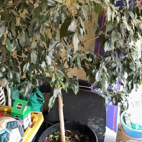 Photo of the plant species Ficus Beniamina by @PleasantLentil named Willow on Greg, the plant care app