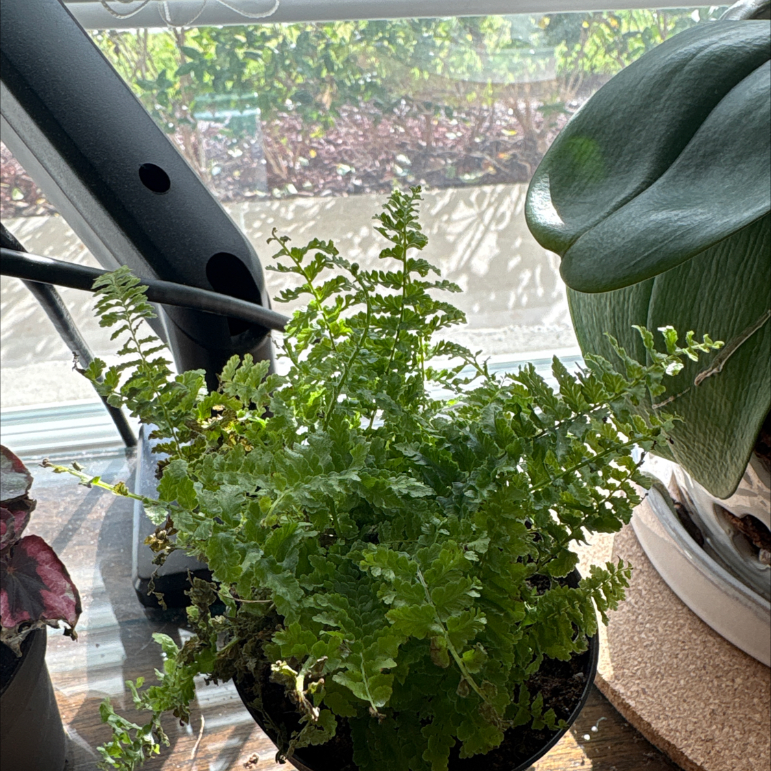 Photo of the plant species Fluffy Ruffles Fern by @PleasantLentil named Kobe on Greg, the plant care app