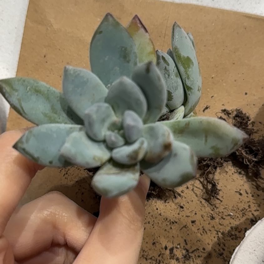 Photo of the plant species Pachyveria 'Powder Puff' by @SincerePotato26 named Bodhi on Greg, the plant care app