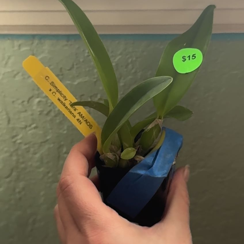 Photo of the plant species Cattleya '4N' by @ActualViszsla56 named Madonna on Greg, the plant care app