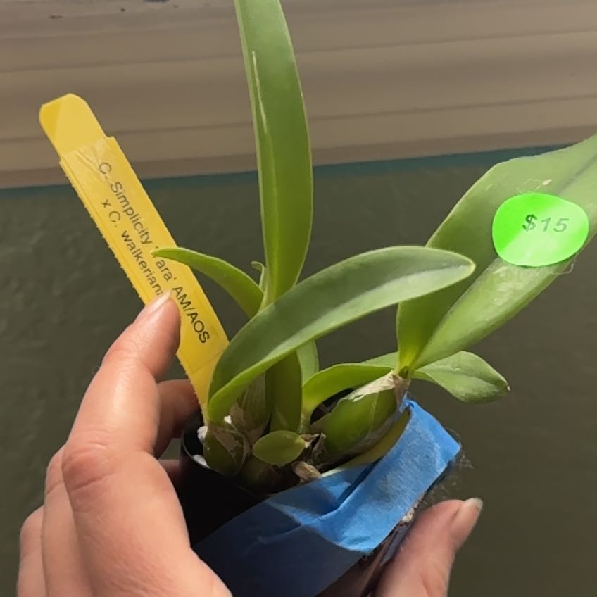 Photo of the plant species Walker's Cattleya by @ActualViszsla56 named Robert Plant on Greg, the plant care app