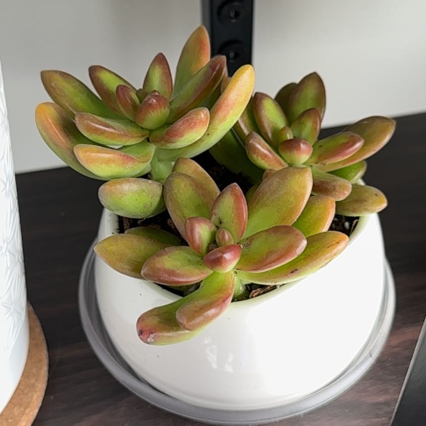 Photo of the plant species Sedum adolphi 'Marmalade' by @GoddessPuriri90 named Anne on Greg, the plant care app