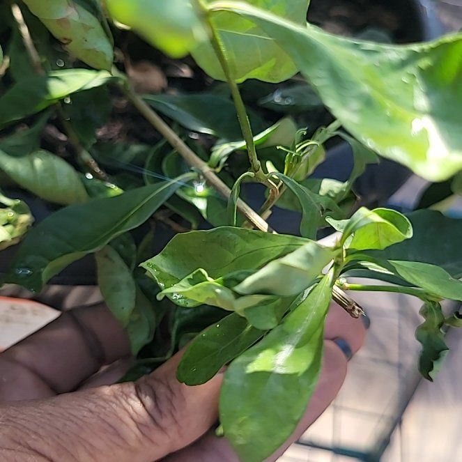 Photo of the plant species Common Gardenia by @GemBluerose95 named Anne on Greg, the plant care app