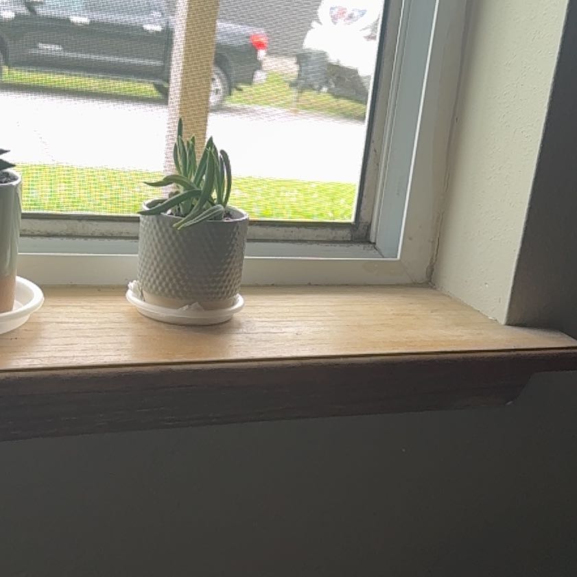Photo of the plant species Blue Chalk Stick by @AffableEspostoa named Walt on Greg, the plant care app