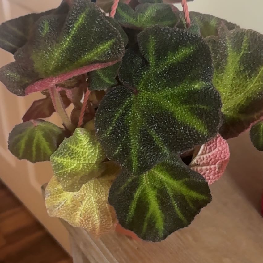 Photo of the plant species Sun-Changing Begonia by @TrustyBroom9 named Pebbles on Greg, the plant care app