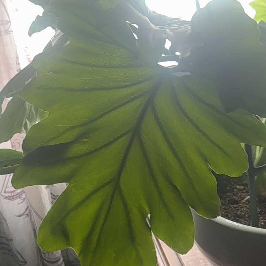 Photo of the plant species Hope Plant by @TrustyBroom9 named Hope on Greg, the plant care app