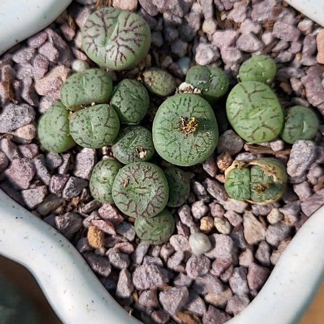 Photo of the plant species Assorted Conophytum by @ShapelyFrithia named Mando on Greg, the plant care app
