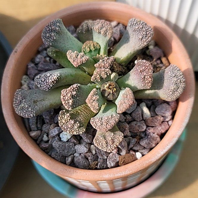 Photo of the plant species Concrete Leaf Living Stone by @ShapelyFrithia named Fernie Saunders on Greg, the plant care app