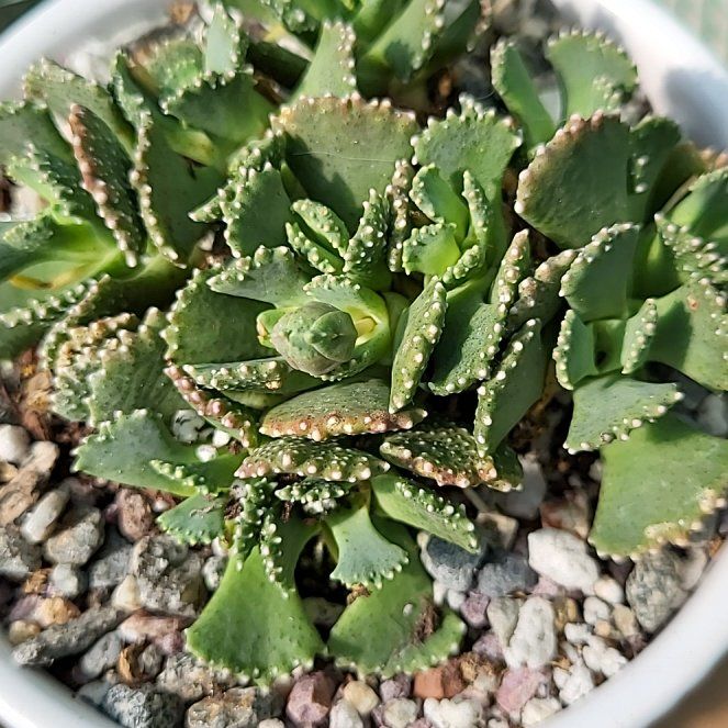 Photo of the plant species Giant Jewel Plant by @ShapelyFrithia named Orwell on Greg, the plant care app