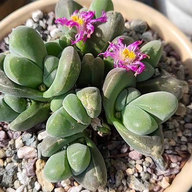 Photo of the plant species Gibbaeum dispar mesembs by @ShapelyFrithia named Bruce Lee on Greg, the plant care app