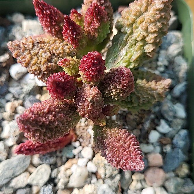 Photo of the plant species Adromischus Herrei by @ShapelyFrithia named Darwin on Greg, the plant care app