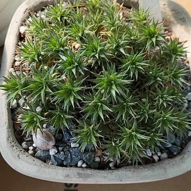 Photo of the plant species Deuterocohnia brevifolia by @ShapelyFrithia named Leonardo on Greg, the plant care app