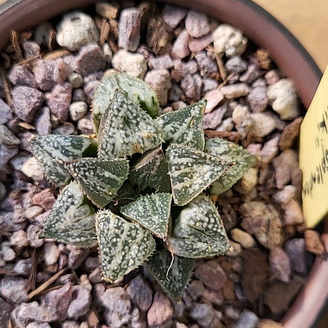 Photo of the plant species Haworthia splendens by @ShapelyFrithia named Pax on Greg, the plant care app