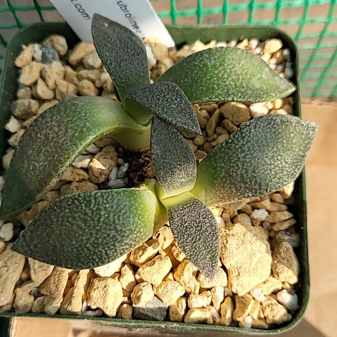 Photo of the plant species Aloinopsis rubrolineata by @ShapelyFrithia named da Vinci on Greg, the plant care app