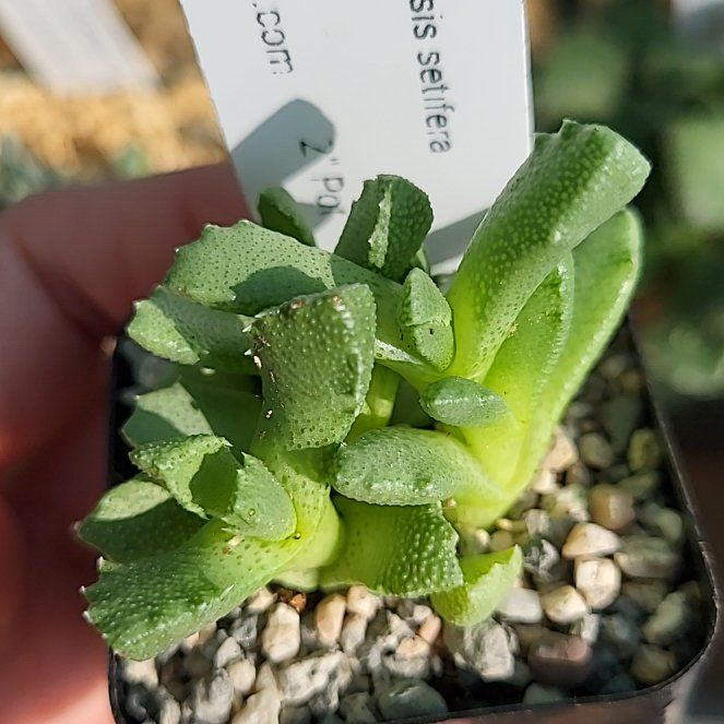 Photo of the plant species Bristly Aloinopsis by @ShapelyFrithia named Hemingway on Greg, the plant care app