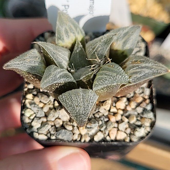 Photo of the plant species Haworthia emelyae by @ShapelyFrithia named Leaf Erickson on Greg, the plant care app