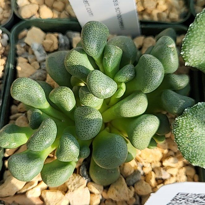 Photo of the plant species Aloinopsis schoonesii by @ShapelyFrithia named Scarlett on Greg, the plant care app