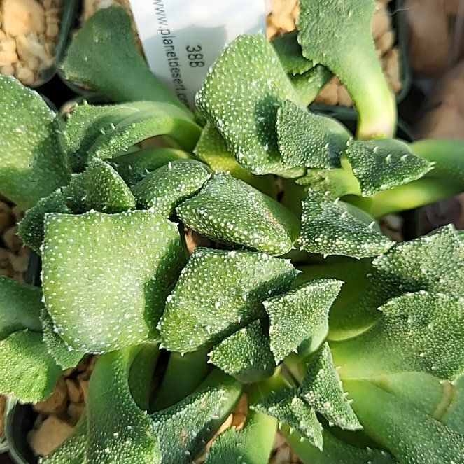 Photo of the plant species Aloinopsis luckhoffii by @ShapelyFrithia named Ulysses S Plant on Greg, the plant care app