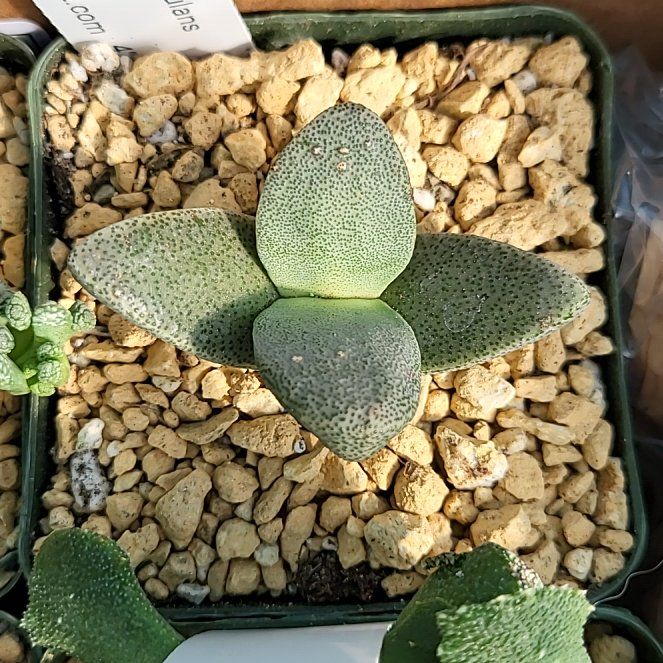 Photo of the plant species Liver Plant by @ShapelyFrithia named Stella on Greg, the plant care app