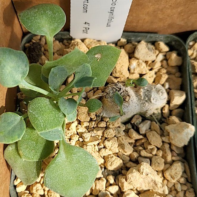 Photo of the plant species Senecio oxyriifolius subs. milanjianus by @ShapelyFrithia named Keanu Leaves on Greg, the plant care app