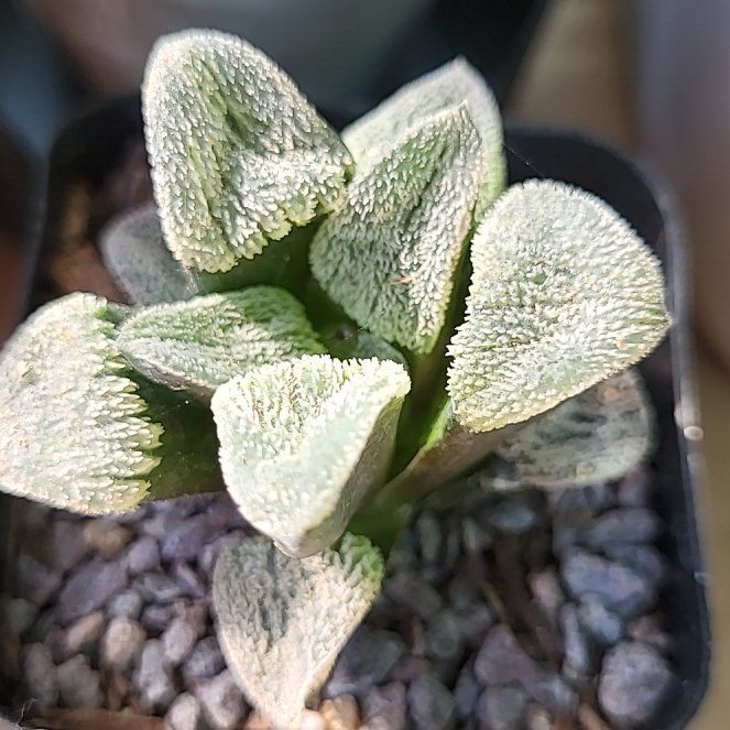 Photo of the plant species Haworthia pygmaea by @ShapelyFrithia named James Dean on Greg, the plant care app