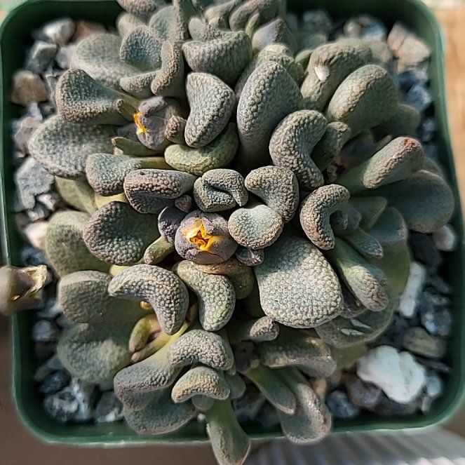 Photo of the plant species Rosulate Nananthus by @ShapelyFrithia named Queen on Greg, the plant care app