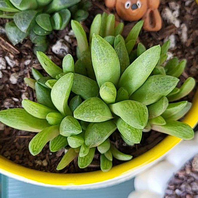 Photo of the plant species Windowpane Plant by @ShapelyFrithia named Apollo on Greg, the plant care app