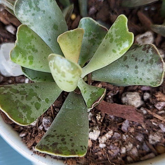 Plant care for Graptosedum 'California Sunset' on Greg, the plant care app
