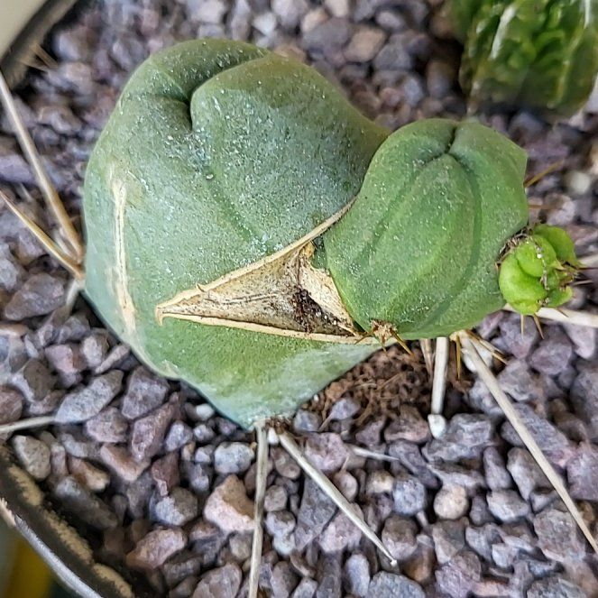 Photo of the plant species Penis cactus by @ShapelyFrithia named Muhammad Ali on Greg, the plant care app
