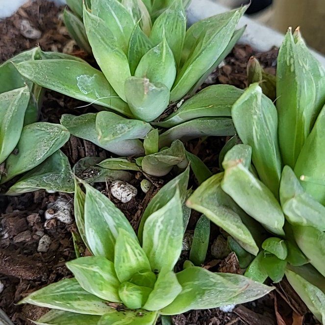 Photo of the plant species Variegated Cathedral Window Haworthia by @ShapelyFrithia named Fernie Mercury on Greg, the plant care app