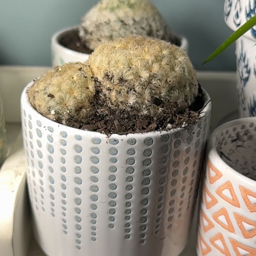 Photo of the plant species feather cactus by @RetentiveMoss90 named Mochi on Greg, the plant care app